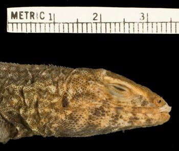 Media type: image;   Herpetology R-188741 Aspect: head lateral